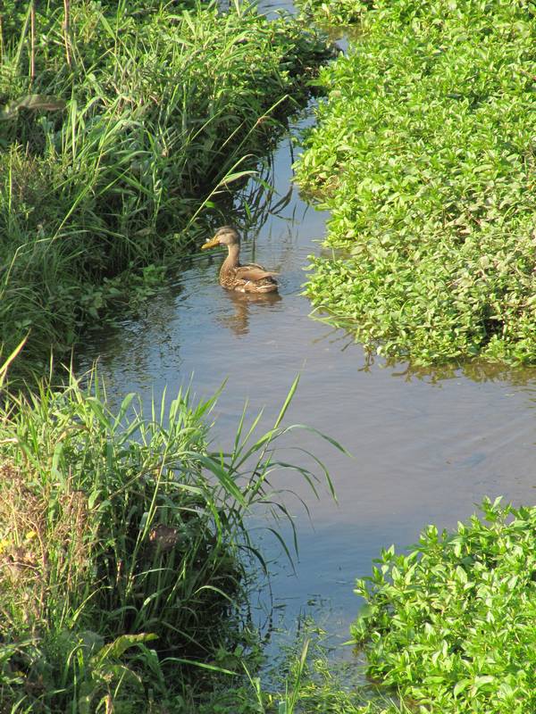 Feldraine und Wegränder- Bedeutung für den Artenschutz