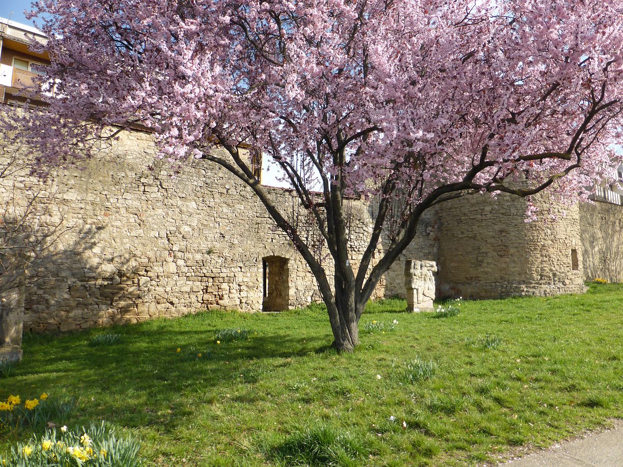 Garteneroeffnung_2025