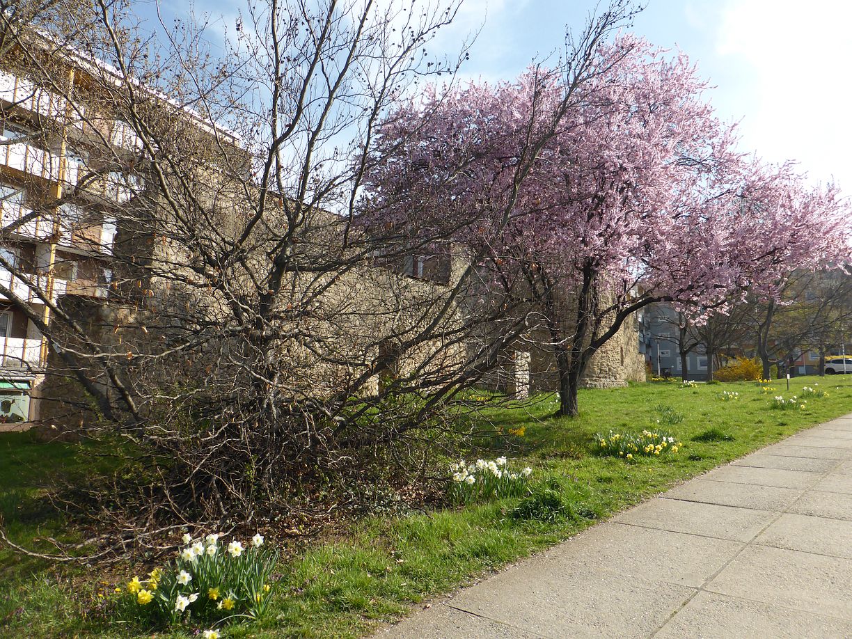 Garteneroeffnung_2025