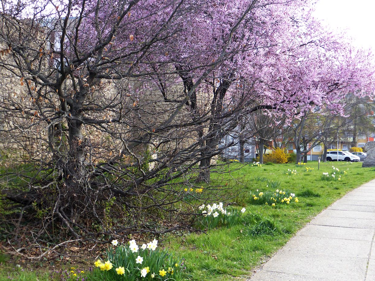 Garteneroeffnung_2025