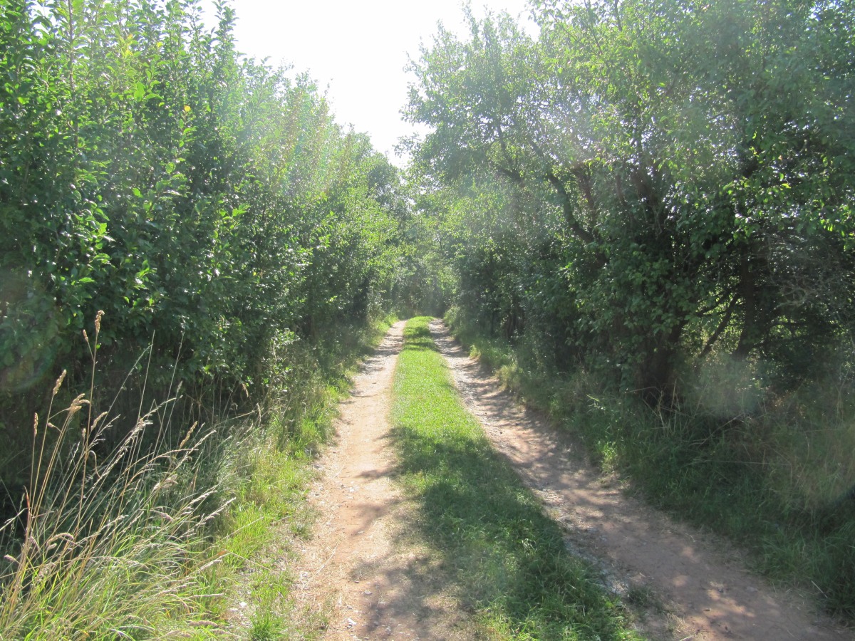 Waldbegehung_2026-07-25