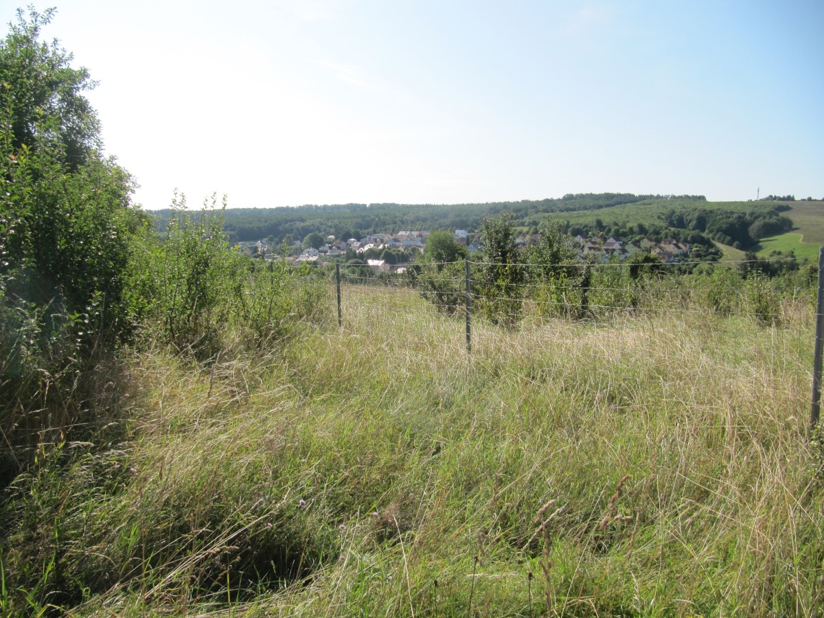 Waldbegehung_2026-07-25