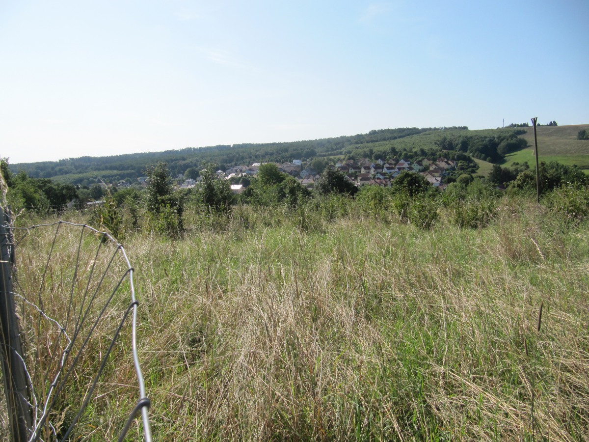 Waldbegehung_2026-07-25