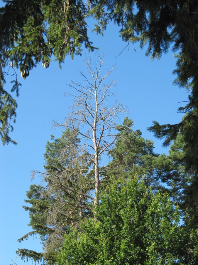 Waldbegehung_2026-07-25