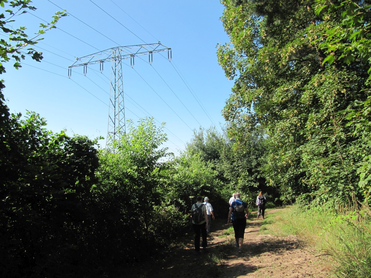 Waldbegehung_2026-07-25