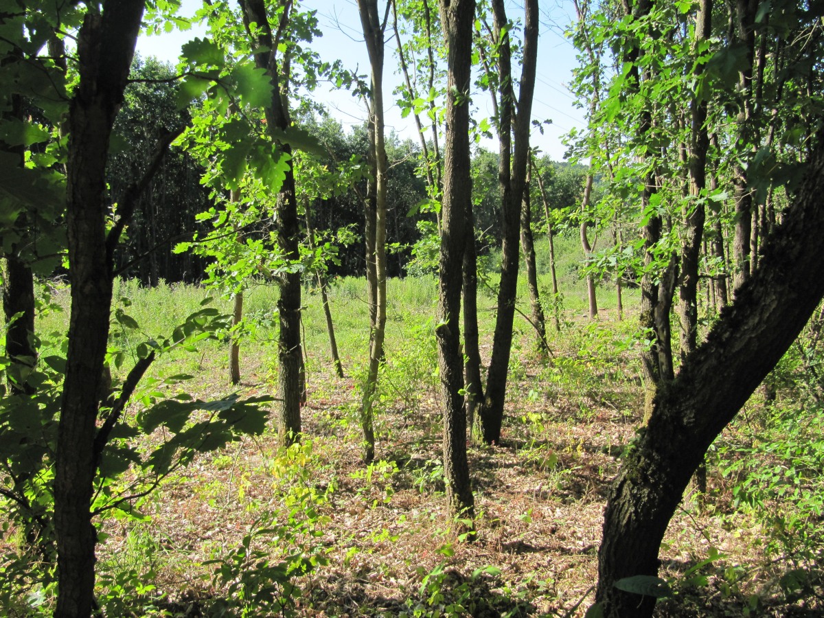 Waldbegehung_2026-07-25