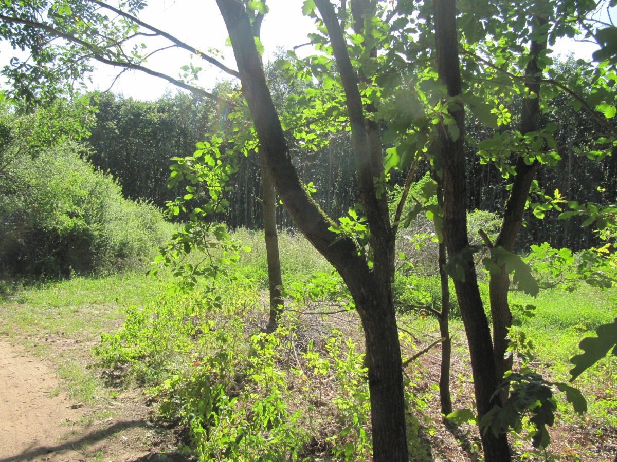 Waldbegehung_2026-07-25