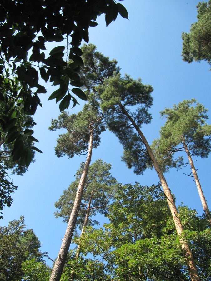 Waldbegehung_2026-07-25