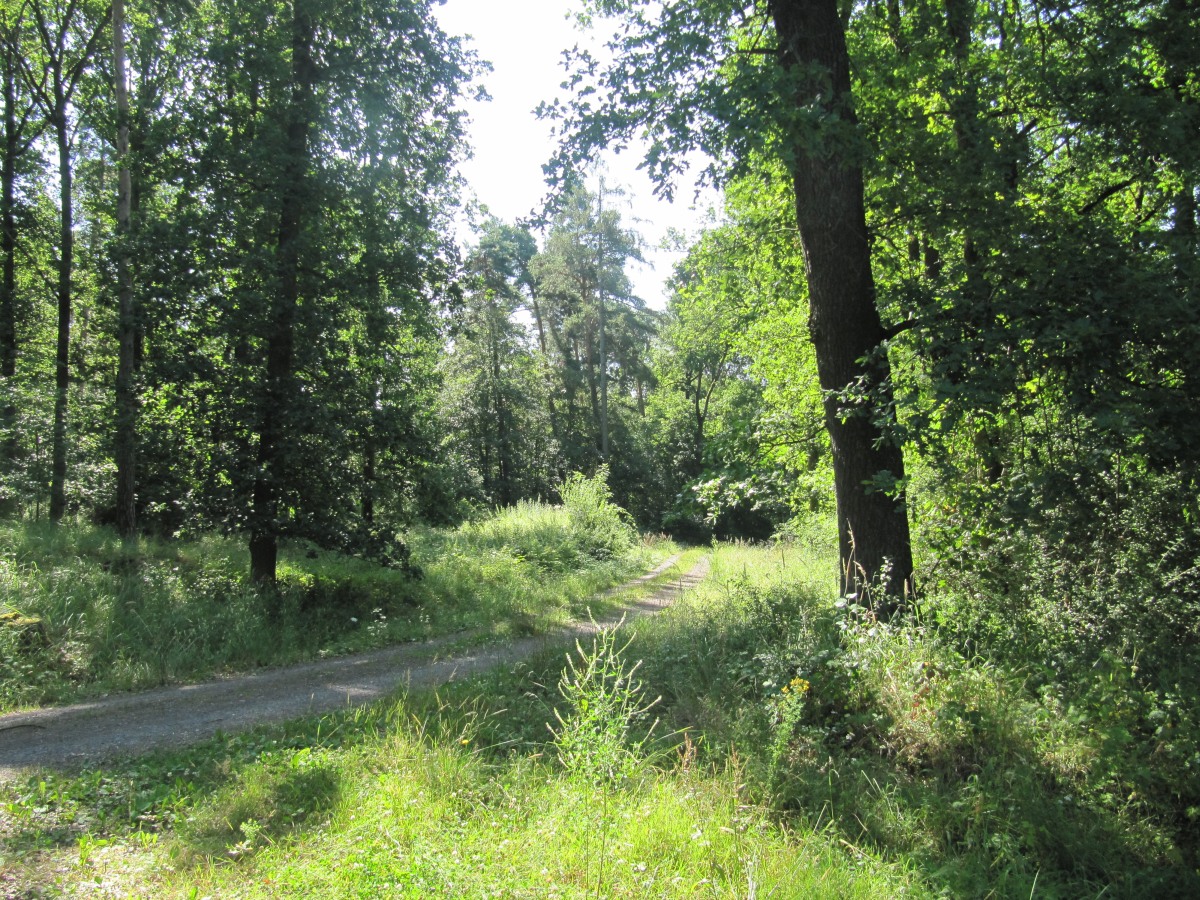 Waldbegehung_2026-07-25