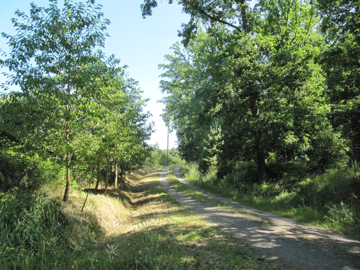 Waldbegehung_2026-07-25