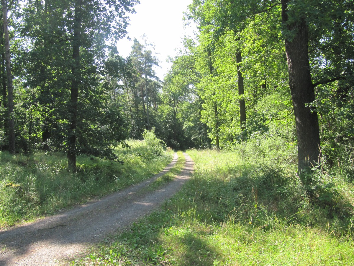 Waldbegehung_2026-07-25