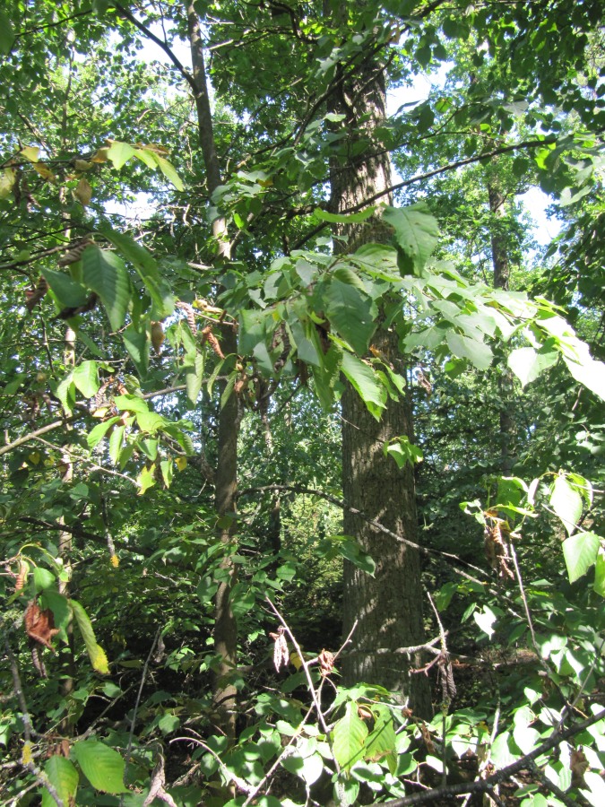 Waldbegehung_2026-07-25