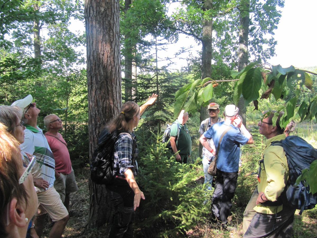 Waldbegehung_2026-07-25