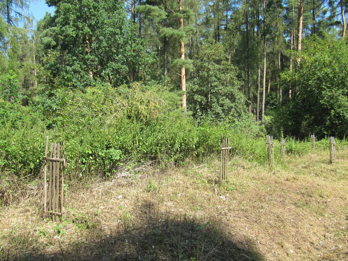Waldbegehung_2026-07-25