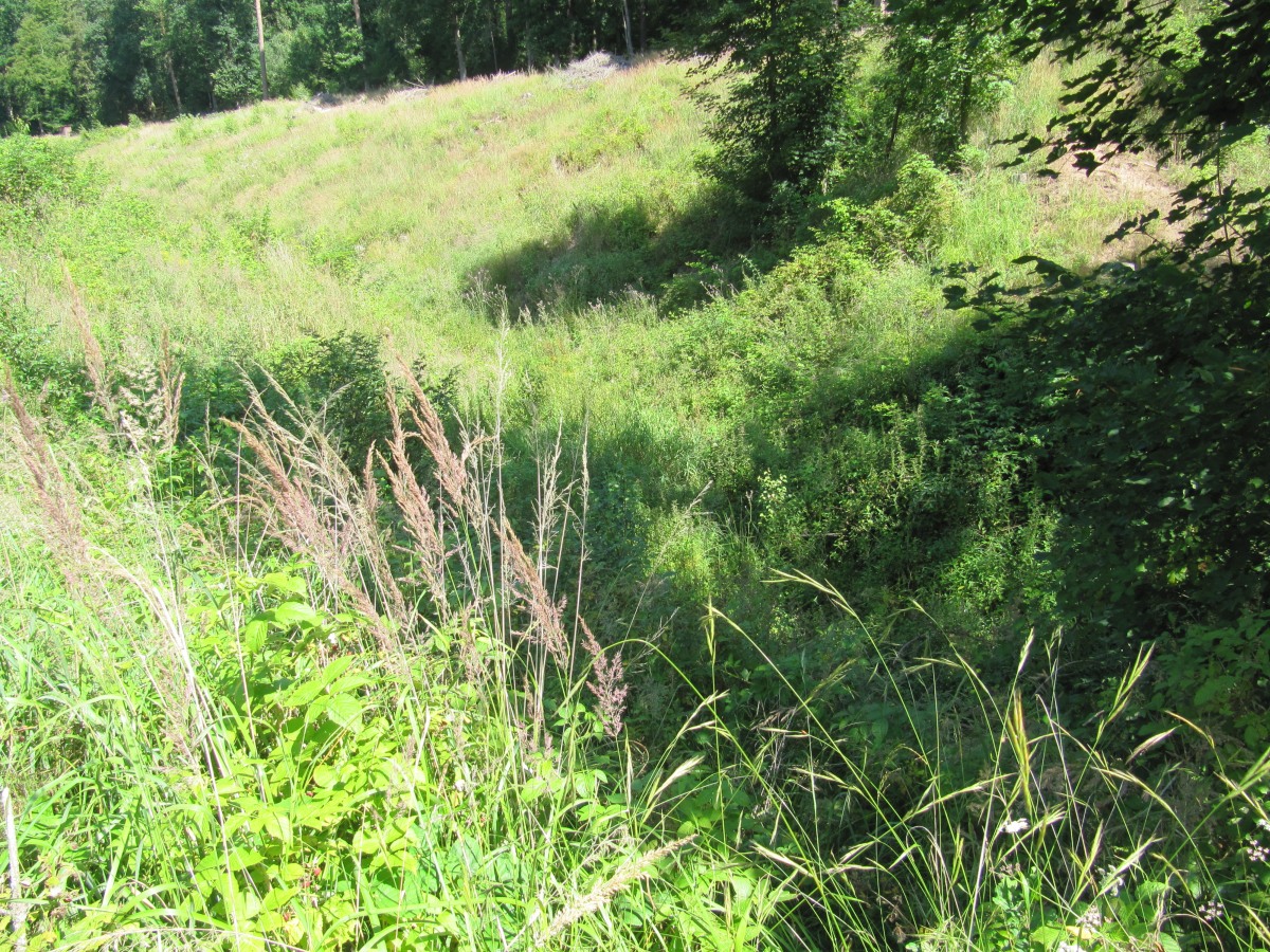 Waldbegehung_2026-07-25