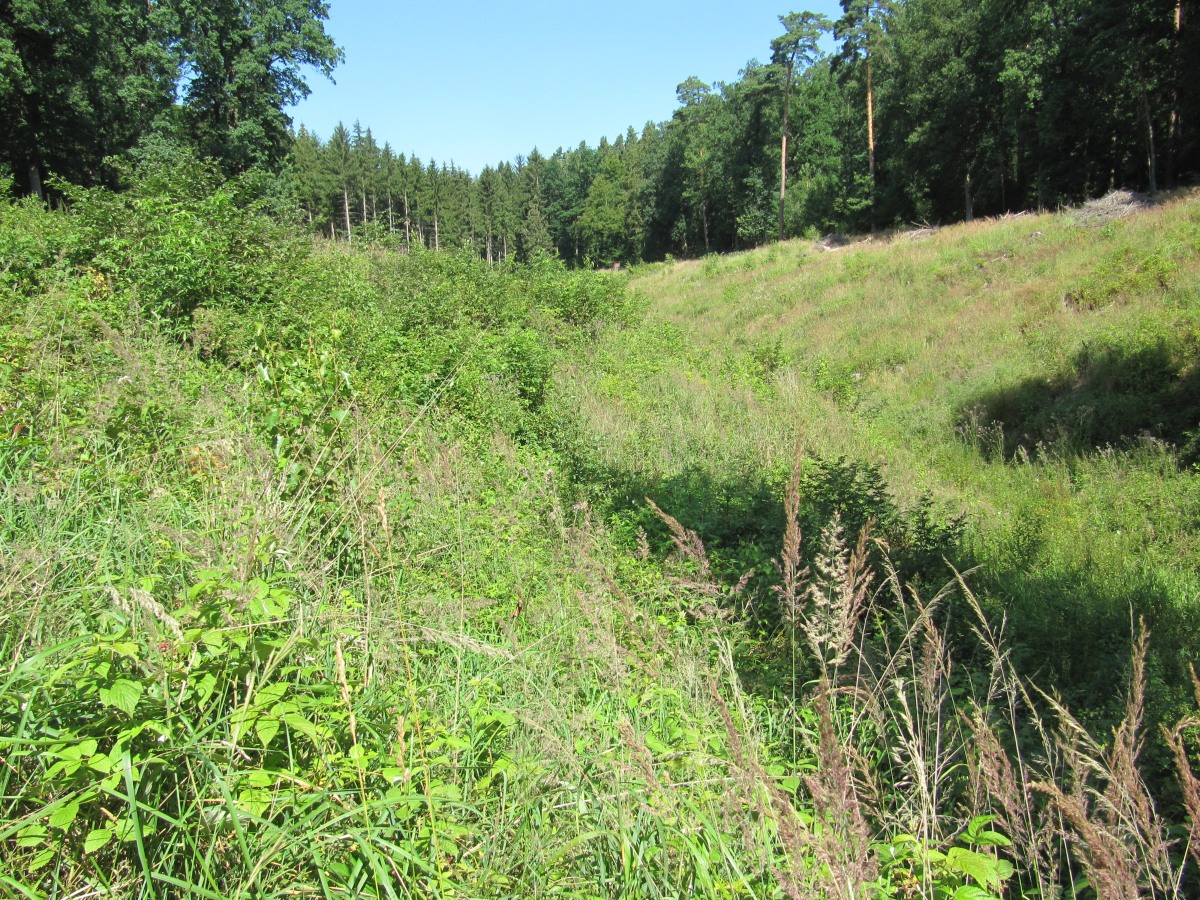 Waldbegehung_2026-07-25