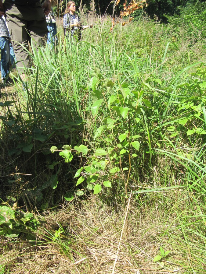 Waldbegehung_2026-07-25