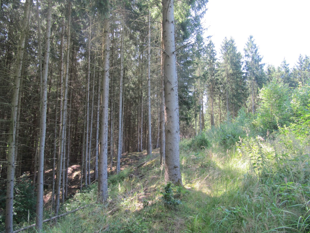 Waldbegehung_2026-07-25