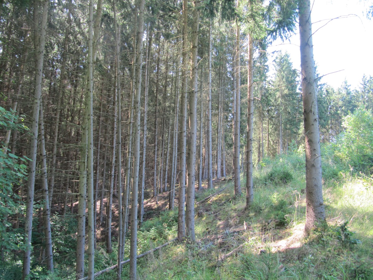 Waldbegehung_2026-07-25