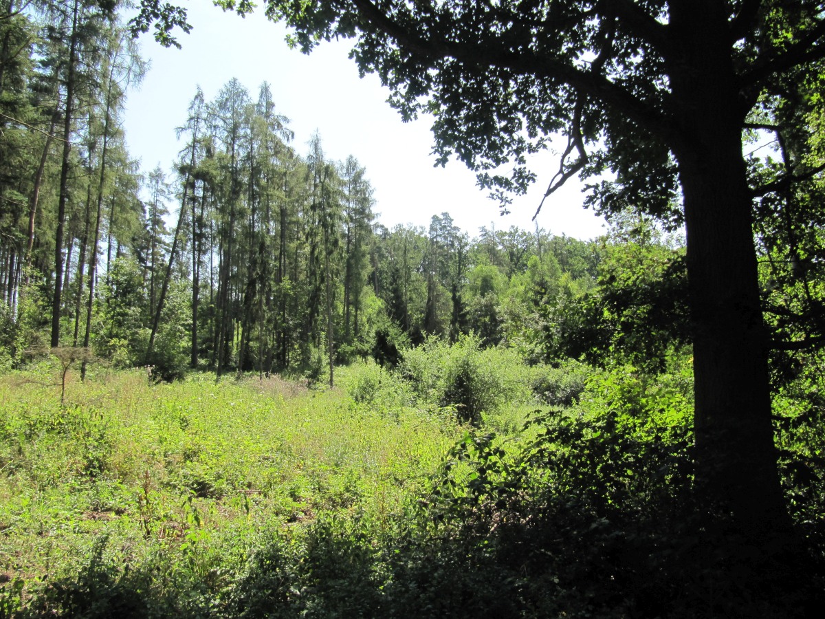 Waldbegehung_2026-07-25