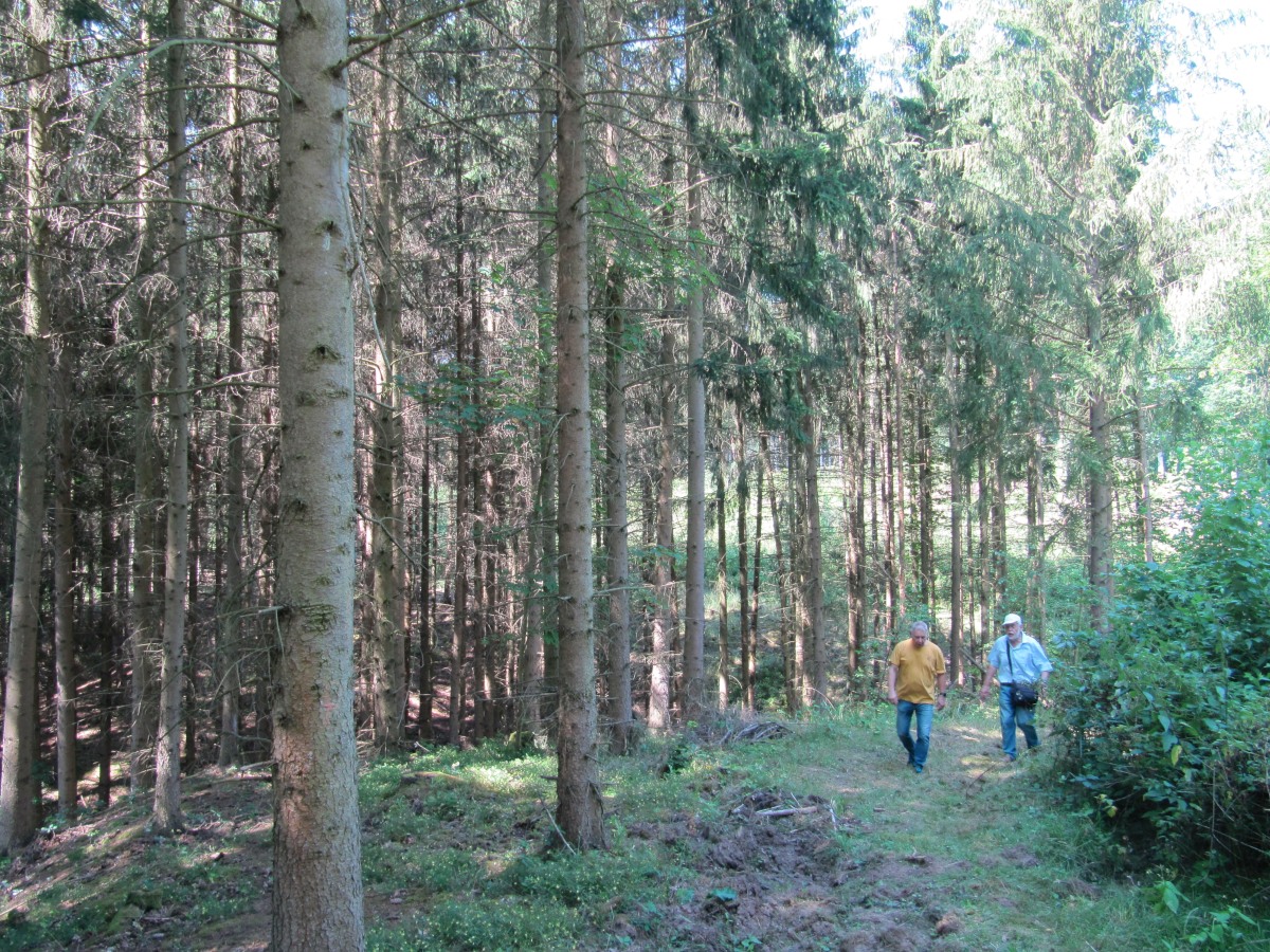 Waldbegehung_2026-07-25