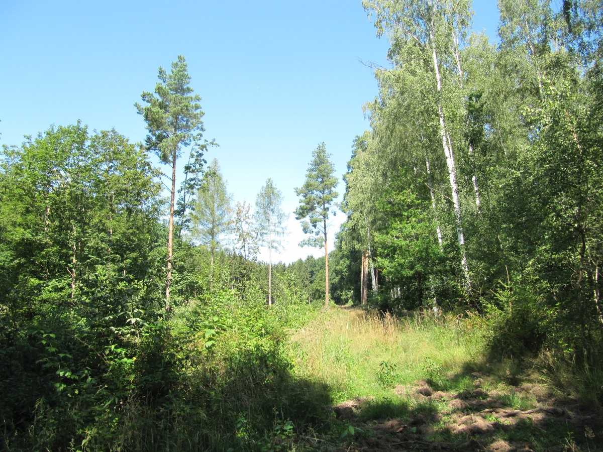 Waldbegehung_2026-07-25