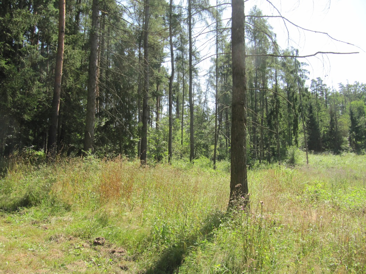 Waldbegehung_2026-07-25