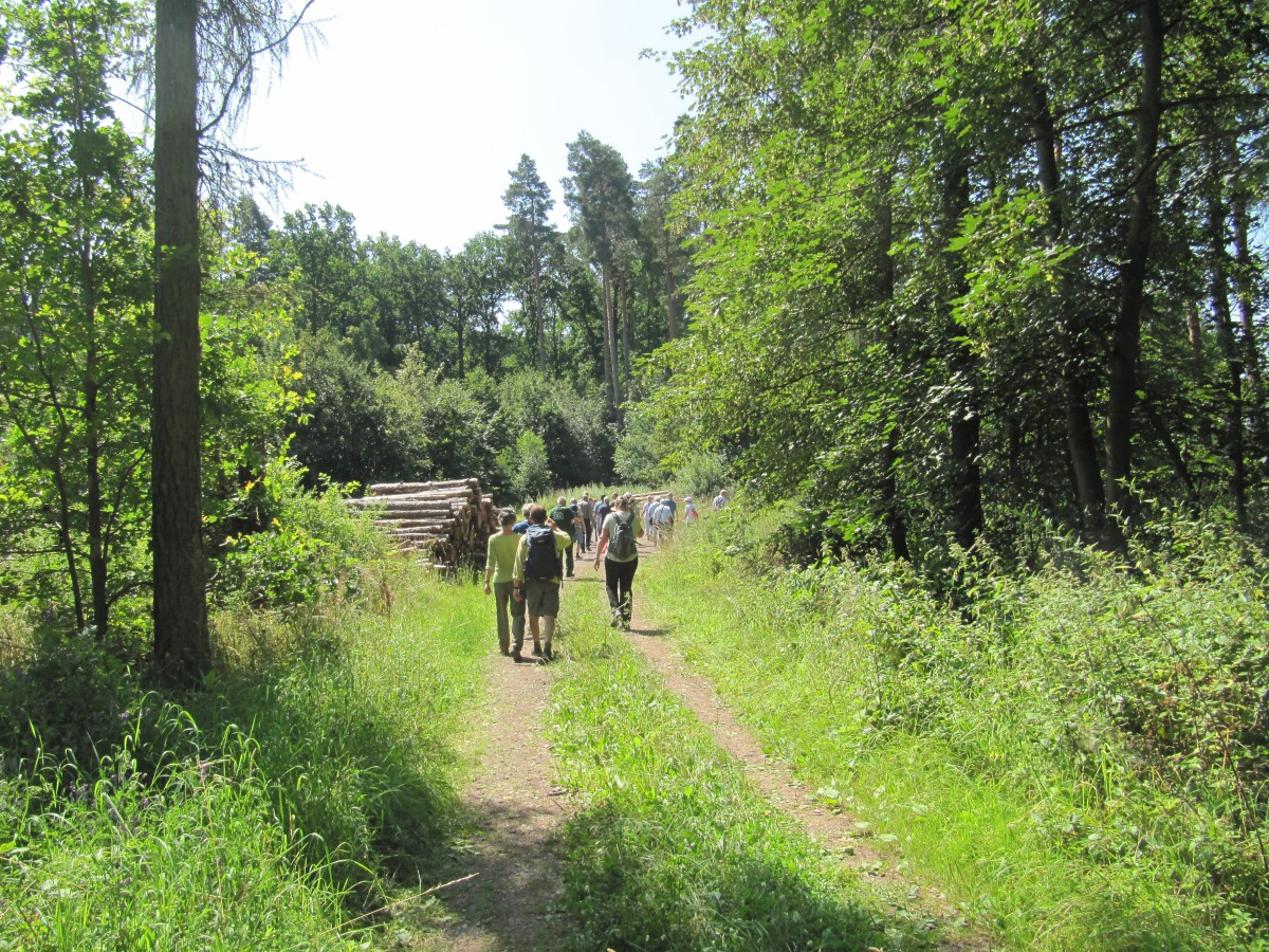 Waldbegehung_2026-07-25