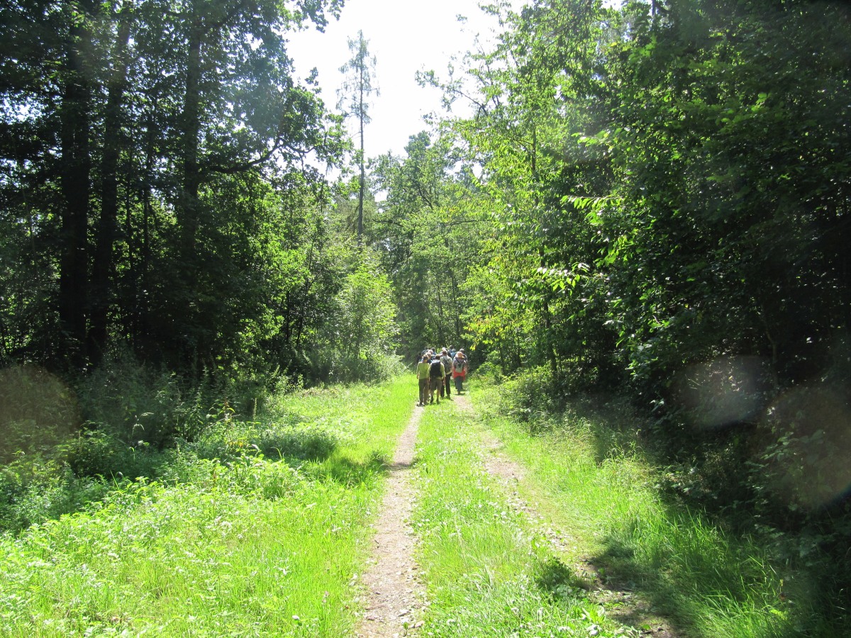 Waldbegehung_2026-07-25