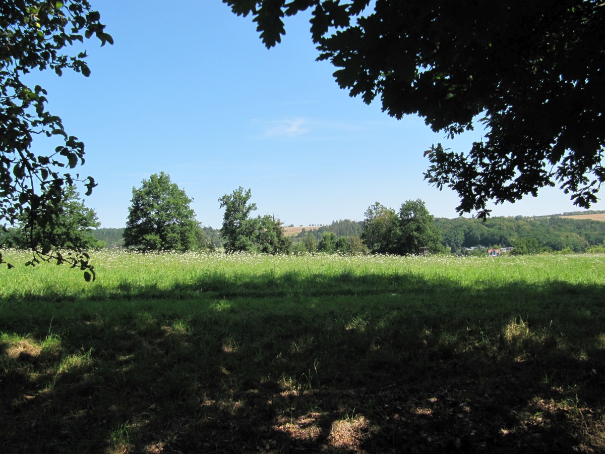 Waldbegehung_2026-07-25